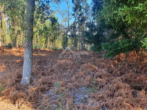 Terreno com viabilidade de construção de moradias com 3800 m2 e 47 m de frente em Souto