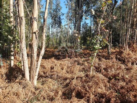 Terreno com viabilidade de construção de moradias com 3800 m2 e 47 m de frente em Souto