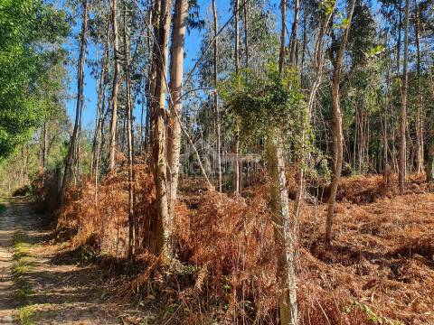 Terreno com viabilidade de construção de moradias com 3800 m2 e 47 m de frente em Souto