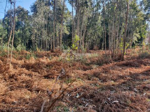 Terreno com viabilidade de construção de moradias com 3800 m2 e 47 m de frente em Souto