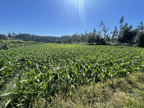 Terreno rústico com 6100m2, inserido em zona residencial