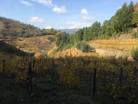 Quinta T4 Venda em Fontes,Santa Marta de Penaguião