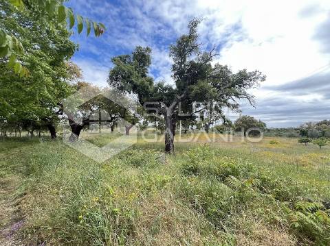 Terreno com casa agrícola para VENDA em São Miguel de Acha