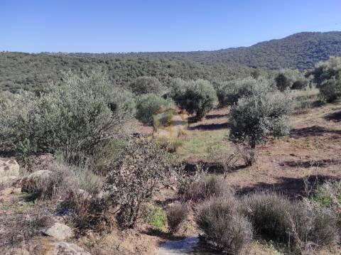 Terreno Agrícola com Olival na freguesia da Mata