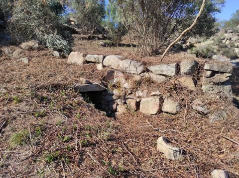 Terreno Agrícola com Olival na freguesia da Mata