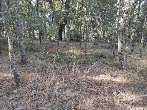 Terreno Agrícola situado na freguesia de Vale de Mourisco