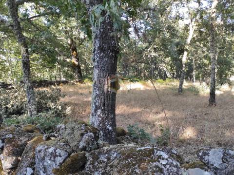 Terreno Agrícola situado na freguesia de Vale de Mourisco