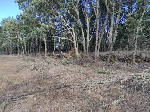 Terreno Agrícola de grandes dimensões em Vale de Mourisco