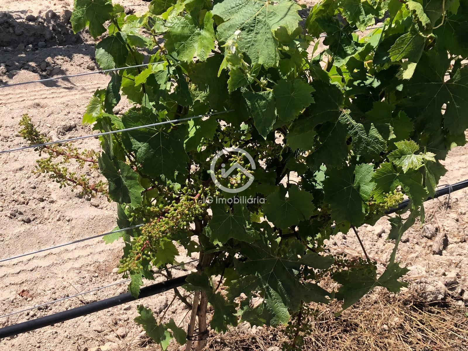 Vende se Quinta agrícola com vinhas 14,55hc.