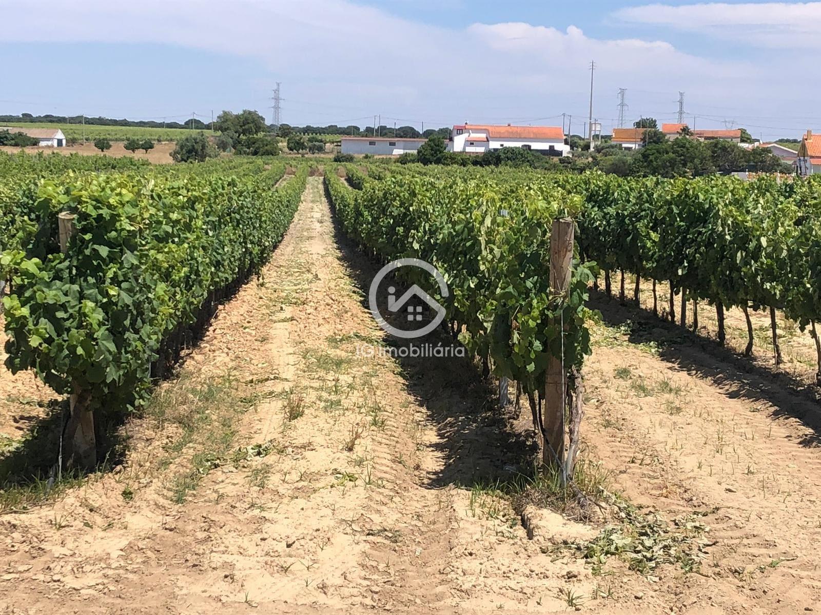 Vende se Quinta agrícola com vinhas 14,55hc.
