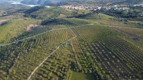 Terreno Rústico  Venda em Adeganha e Cardanha,Torre de Moncorvo