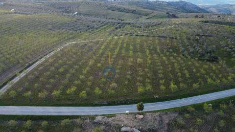 Terreno Rústico  Venda em Adeganha e Cardanha,Torre de Moncorvo
