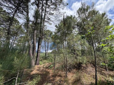 Lote de Terreno  Venda em Lordelo,Vila Real