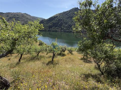 Terreno Rústico  Venda em Vilar Chão,Alfândega da Fé