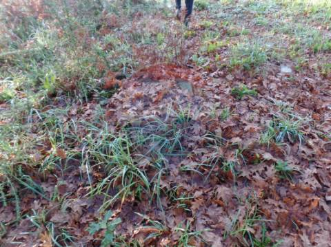 Terreno  para venda