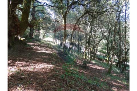 Terreno  para venda