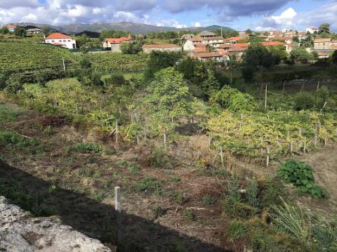 Terreno  para venda