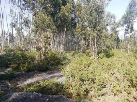 Terreno  para venda
