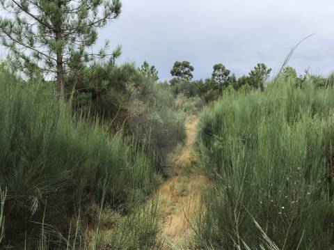 Terreno  para venda