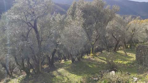 Terreno  para venda