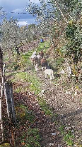 Terreno  para venda