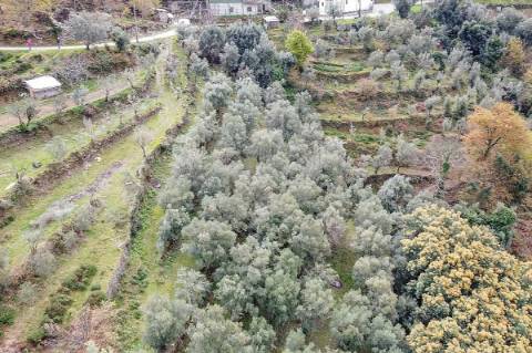 Terreno  para venda
