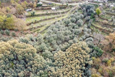 Terreno  para venda