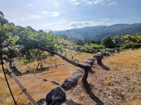 Terreno  para venda