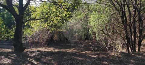 Terreno  para venda