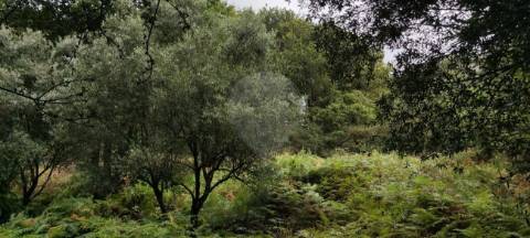 Terreno  para venda
