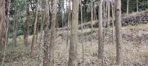Terreno  para venda