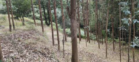 Terreno  para venda