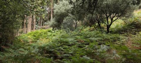 Terreno  para venda