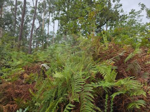 Terreno  para venda