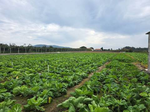 Terreno  para venda