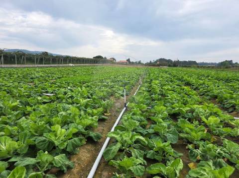 Terreno  para venda