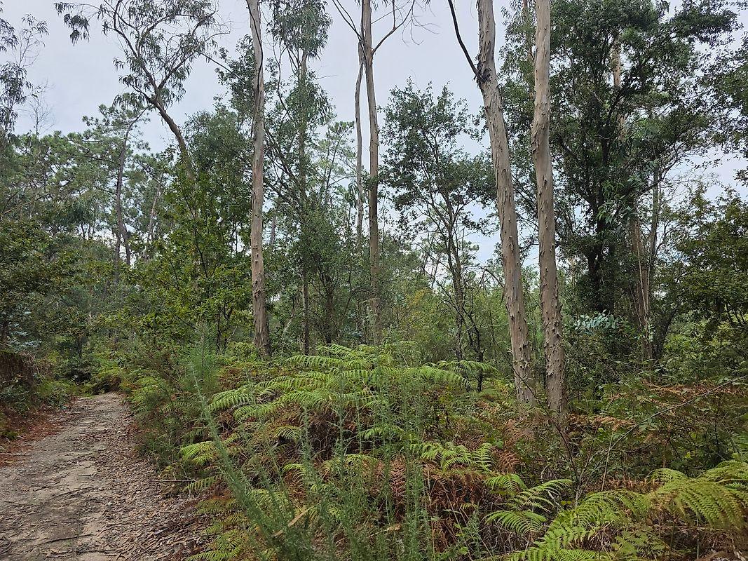 Terreno  para venda