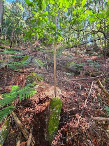 Terreno  para venda