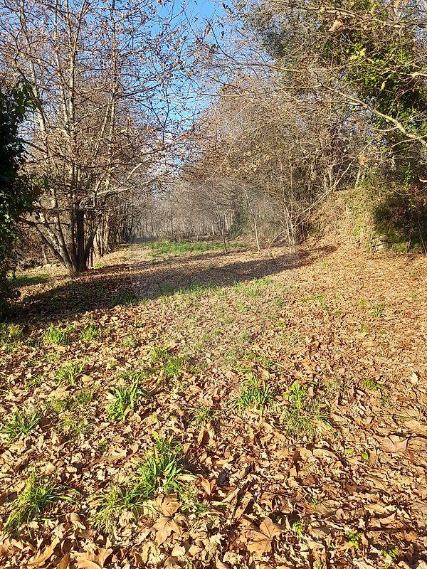 Terreno  para venda