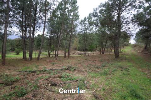 🌿 Quinta com 7,5 hectares e uma moradia em Fornos de Algodres 🌳