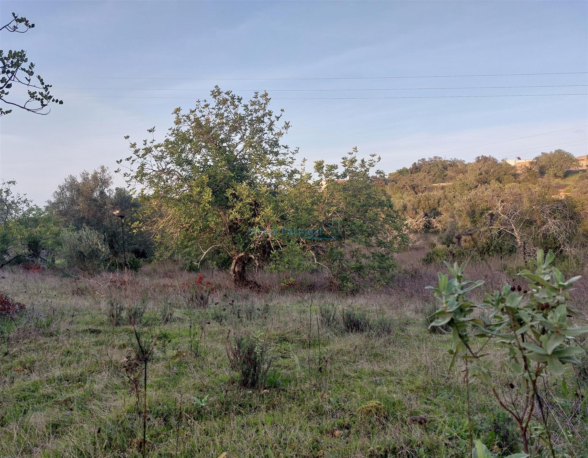 Terreno Rústico com Vistas campo – 10.800m2