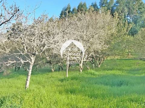Quinta