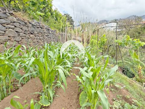 Armazém agrícola e terreno em Santo António, Funchal