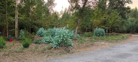 Terreno  Venda em Pinheiro da Bemposta, Travanca e Palmaz,Oliveira de Azeméis