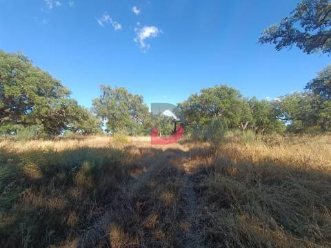 Quinta