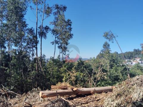 Terreno florestal