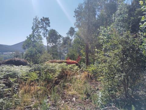 Terreno florestal