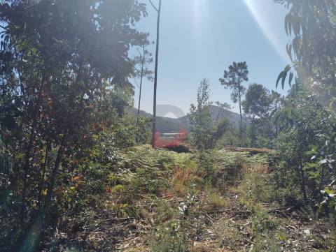 Terreno florestal