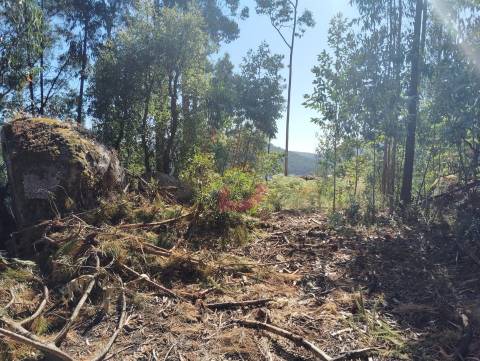 Terreno florestal