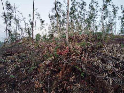Terreno florestal